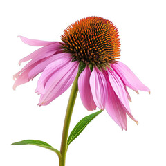 Obraz premium Echinacea Cone Flower Isolated