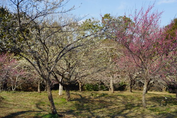 The plum blossoms are in full bloom now