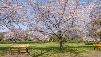 Fototapeta premium 春の公園のベンチ