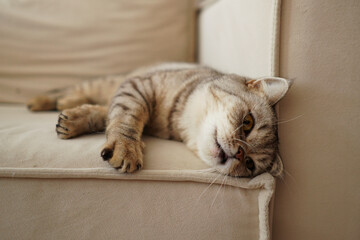 Portrait of a beautiful cat. Cute Cat Portrait. Happy Pet. Gray Scottish Straight cat sleeping.Home scene