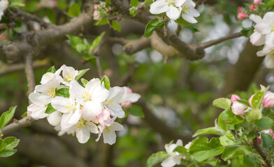 White apple tree flowers on a blurred background