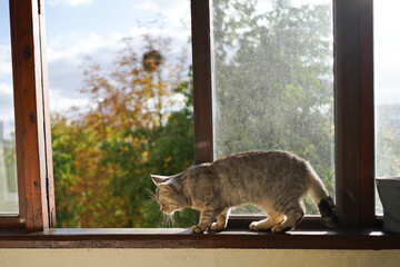 Portrait of a beautiful cat. Cute Cat Portrait. Happy Pet. Gray Scottish Straight cat sleeping.Home scene