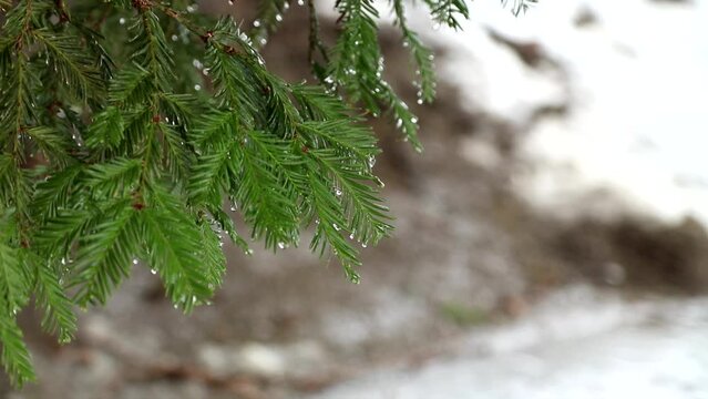 A video of rain drops on a Redwood tree branch.  A calming, soothing video of the quiet drops into water.