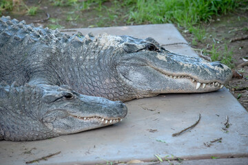 Alligators have a long, rounded snout that has upward facing nostrils at the end.