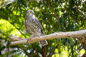 The barking owl has bright yellow eyes and no facial-disc. Upperparts are brown or greyish-brown,...