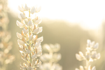 White Petals of Harlequin Lupine Glow in Morning Light