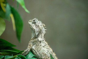 Boyd's forest dragon has very enlarged cheek scales, a prominent nuchal crest, and a yellow under the chin that is edged with enlarged spine
