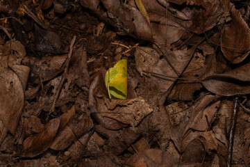 green leaf among dead brown leaves