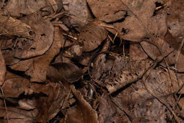 decomposing brown leaves in a moist wet environment after a rainy day