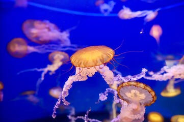 jelly fish in aquarium