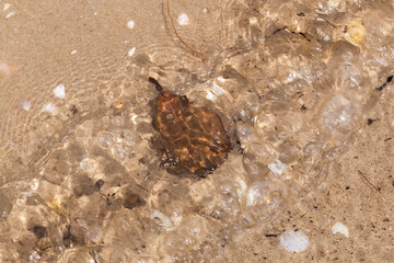 brown leaf under water at the beach