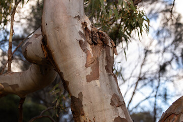 close-up of the patterned bark of eucalyptus trees in Adelaide, South Australia