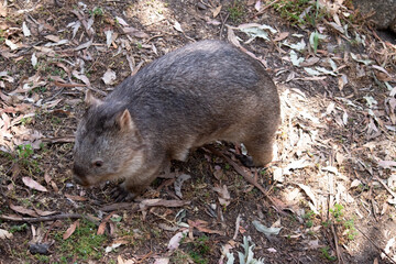 The Common Wombat has a large nose which is shiny black, much like that of a dog. The ears are relatively small, triangular, and slightly rounded.