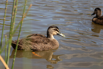 Australian pacific black duck in a lake 