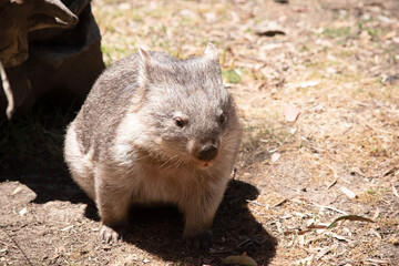 The Common Wombat has a large nose which is shiny black, much like that of a dog. The ears are relatively small, triangular, and slightly rounded
