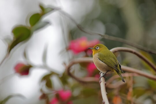 flowers and Japanese White-eye