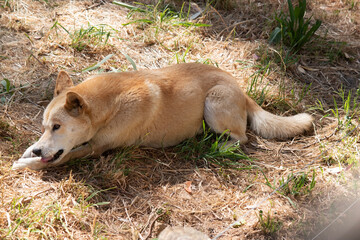 Dingos have a long muzzle, erect ears and strong claws. They usually have a ginger coat and most...