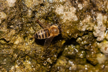 worker bee on a moist fountain rock drinking from droplets of water