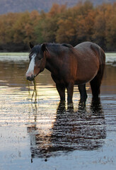 Black sorrel dark brown chestnut bay wild horse stallion feeding on eel grass while in the Salt...