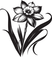 Elegant Daffodil in Bloom