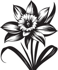 Elegant Daffodil in Bloom