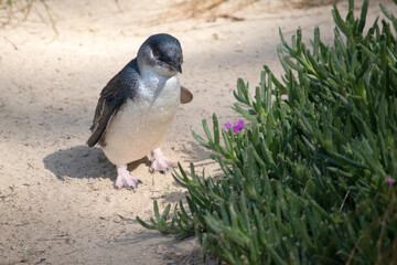 Penguins have a large head, short neck, and elongated body. Their tails are short, stiff, and wedge-shaped.