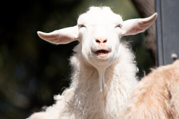 goats are herbivores, which means that they eat plants like grass and grain