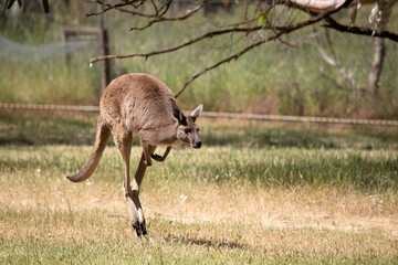 the kangaroo-Island Kangaroo has a brown body with a white under belly. They also have black feet and paws