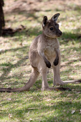 the kangaroo-Island Kangaroo joey has a light brown body with a white under belly. They also have black feet and paws