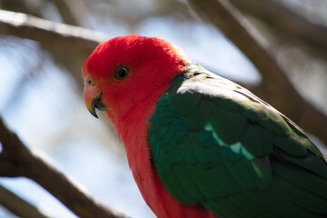 The Australian king parrot has a red belly and a green back, with green wings and a long green tail. The male Australian King-Parrots are the only Australian parrots with a completely red head.