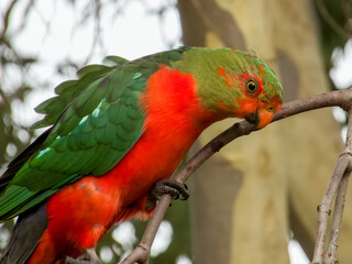 Australian King-Parrot in Queensland Australia