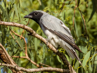 Black-faced Cuckooshrike in Queensland Australia