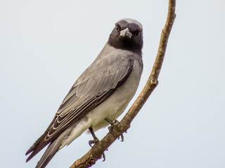 Black-faced Cuckooshrike in Queensland Australia