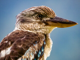 Blue-winged Kookaburra in Queensland Australia