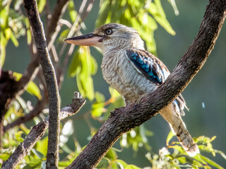 Blue-winged Kookaburra in Queensland Australia