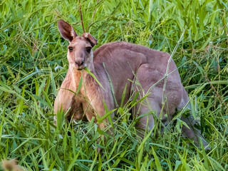 Eastern Grey Kangaroo in Queensland Australia © Imogen