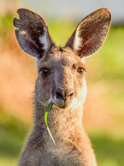 Eastern Grey Kangaroo in Queensland Australia
