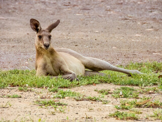 Naklejka na ściany i meble Eastern Grey Kangaroo in Queensland Australia