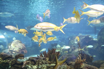 Fototapeta na wymiar a large group of fish swimming in an aquarium