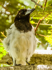 Pied Butcherbird in Queensland Australia
