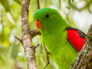 Red-winged Parrot in Queensland Australia