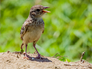 Singing Bushlark in Queensland Australia