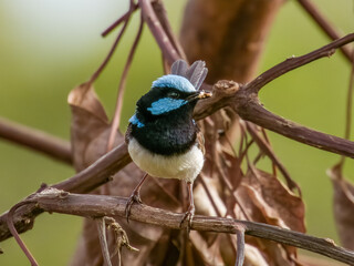 Superb Fairywren in Queensland Australia