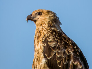 Whistling Kite in Queensland Australia