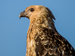 Whistling Kite in Queensland Australia