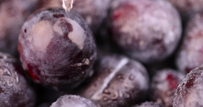 fresh purple plum on the table, delicious fresh harvest plum oval shape and purple color