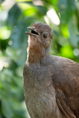 the lyre bird male has an ornate tail, with special curved feathers that, in display, assume the shape of a lyre.