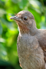the lyre bird male has an ornate tail, with special curved feathers that, in display, assume the shape of a lyre.