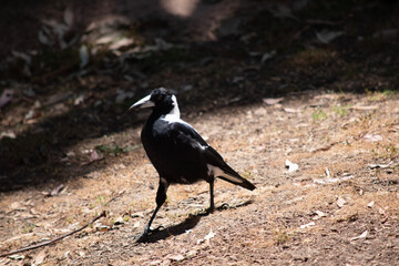 The magpie is a distinctive looking bird, with glossy black and brilliant white markings.