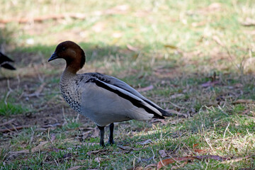 The male wood duck has a darker head and a small dark mane, with a speckled brown-grey breast and a black lower belly and undertail.